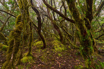 Fototapeta premium Symbiotic plants on laurisilva trees