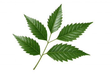 Vibrant green leaves thriving on a branch, isolated on a transparent background, ready for seamless integration into any design project