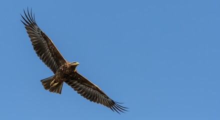 Obraz premium A majestic eagle soars in a clear blue sky, representing freedom, power, vision, and high aspirations.