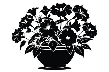Potted Petunia Blossom Detailed Black Flowers on White Background