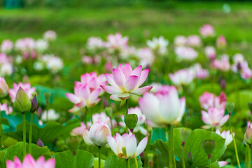 Obraz premium Pink lotus flowers blooming in a summer pond