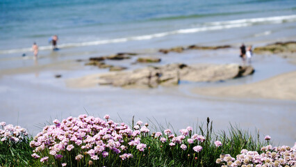 Pink seaside flowers in focus with a blurred beach background and