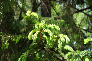 New shoots on branches of Picea abies in May © Anna