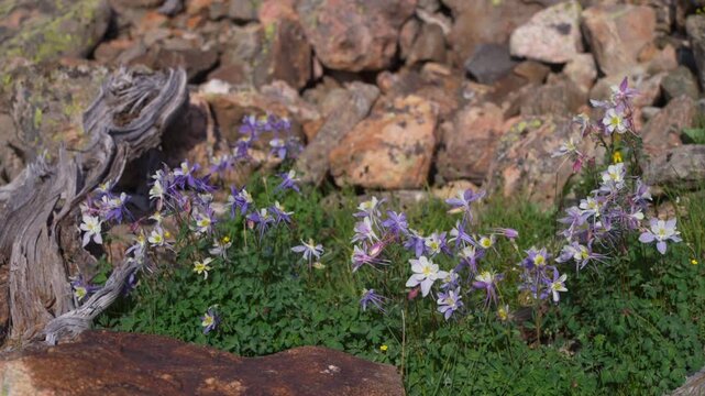 Columbine wildflowers patch nature Mount of the Holy Cross Wilderness Halo North Ridge Trail Vail Colorado summer afternoon daylight breeze deadwood alpine Rocky Mountains hiking trail static shot