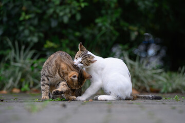 In the park, two cats get along well.