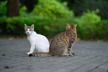 In the park, two cats get along well.