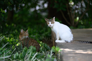 In the park, two cats get along well.