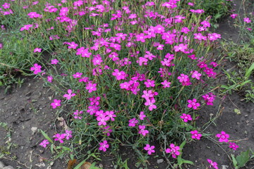 A lot of magenta colored flowers of maiden pink in June