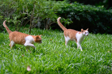Two cats stroll across the grass.