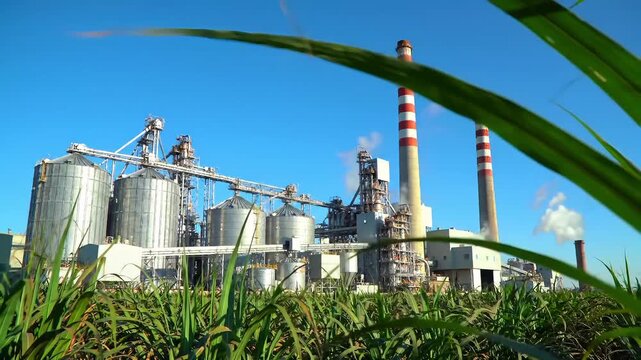 Dynamic sugar mill operation with vibrant green sugarcane crops under clear blue sky