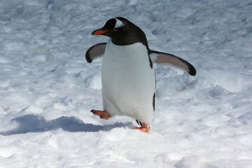 Fototapeta premium Gentoo penguin on Antarctic ice