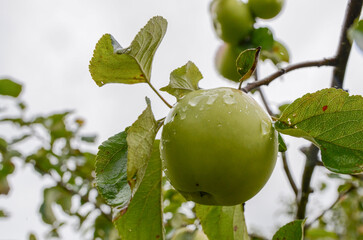 A ripe green apple with visible water droplets is the focus of this farm image, hanging from a branch against a cloudy, rural sky.