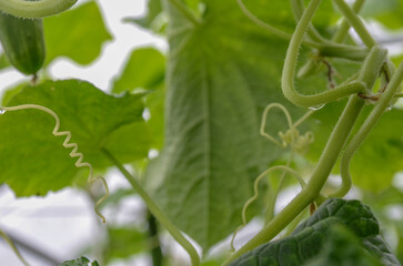 A close-up shot of a cucumber plant  on a farm, showing its delicate tendrils and leaves with a vibrant, natural feel.