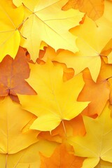 Obraz premium Autumnal Symphony A Close-Up Tapestry of Golden Maple Leaves Creating an Enchanting Background