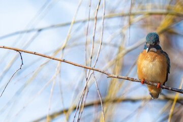 枝にとまるカワセミ