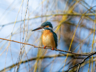 枝にとまるカワセミ