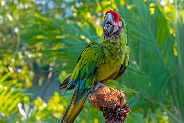 Ara militaire en gros plan	