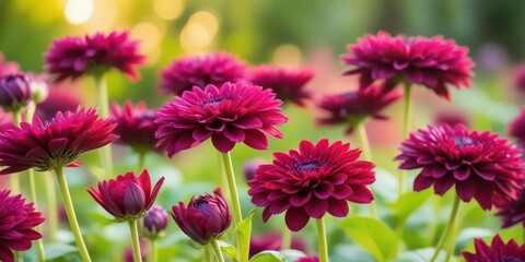 Fototapeta premium Deep plum colored flowers blooming in a lush garden