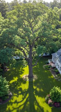 Large oak tree casting a shadow on a green lawn near a house.