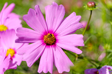 Obraz premium Pink cosmos flower with honeybee pollination