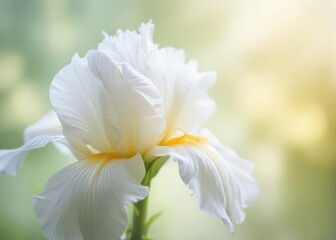 Obraz premium Delicate white iris petal in soft focus