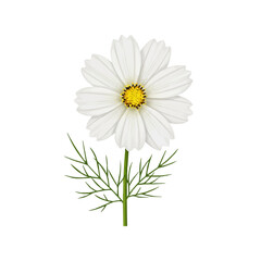 Fototapeta premium Realistic Vector Illustration of White Cosmos Flower with Yellow Center Isolated on White Background