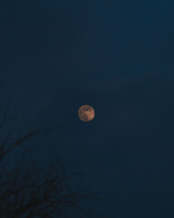 Mysterious moon in the dark sky. A lonely moon illuminates the night sky, its light shining through the silhouette of tree branches. Ideal for themes related to space, mysticism, mystery and nature.