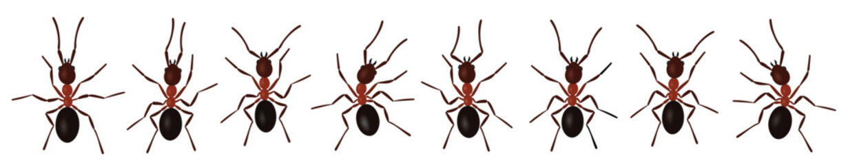 Brown ant insects black silhouettes vector illustration 