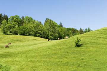 Fototapeta premium Ein sonniger Frühlingstag im Allgäu