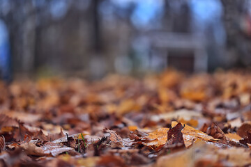 background is fallen autumn leaves, the seasonal backdrop of October fall