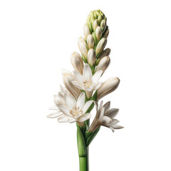 Elegant tuberose blossom close up on isolated transparent backdrop showcasing botanical grace