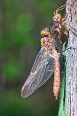 dragonfly, wings close-up of nature, dragonfly hatching from a larva, metamorphosis
