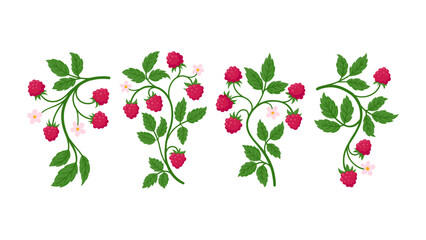 Set of raspberry branches bearing ripe red fruits, green leaves, and delicate pink blossoms, flat illustrations isolated on white. Ideal for food, botanical, and summer design projects