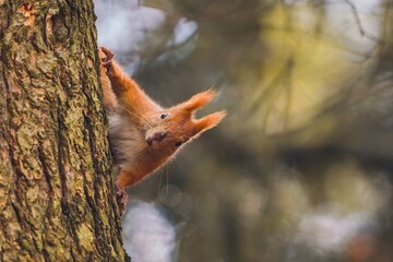 Art view on wild nature. A cute european red squirrel climbs on a tree strain . Wildlife in November forest. Squirrel sitting on the stump with a nut. Sciurus vulgaris