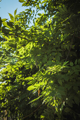 Fresh green leaves glowing in the afternoon sun in Mtskheta, Georgia. Bright natural foliage background with vivid light and shadow play ? perfect for eco and nature concepts