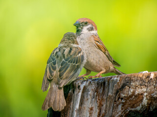 切り株にとまるスズメ