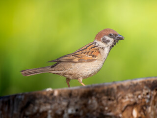 切り株にとまるスズメ