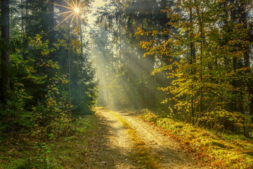 Jesień w lesie na Warmii. © Janusz Lipiński