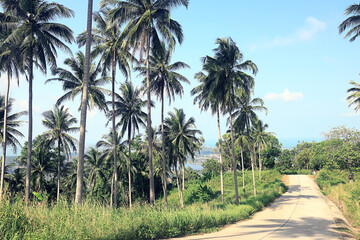 Fototapeta premium Coconut palms against the sky, tropical summer landscape, view from a southern vacation on the island
