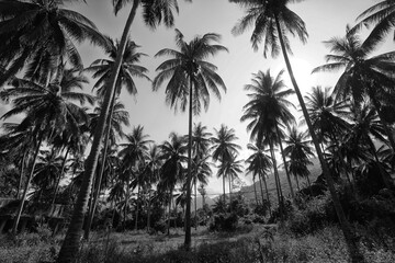 Fototapeta premium black and white photography of palm trees in a tropical climate against the sky poster for photo design
