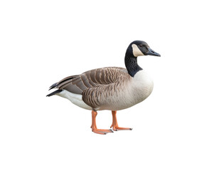 Obraz premium A single white goose stands on a white background