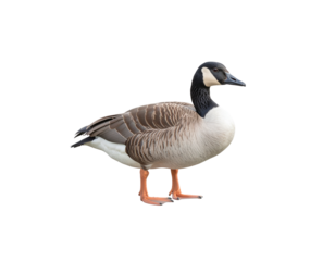 A single white goose stands on a white background