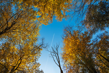 Autumn forest with airplane flying in blue sky over golden tree crowns symbolizing fall season travel and holiday vacation getaway