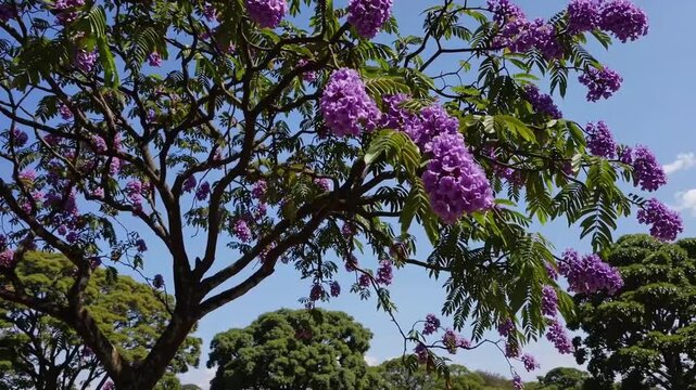 flowering Ipe or Lapacho tree species native to South American regions