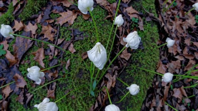 Monotropa uniflora floral clusters viewed from above