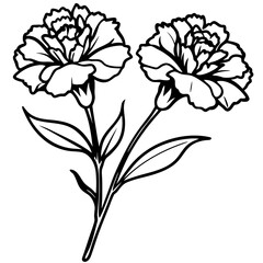 Hand drawn carnation flowers