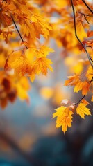 Vibrant autumn leaves in shades of orange and yellow. The leaves are clustered on branches, creating a warm, seasonal atmosphere.