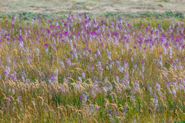 Obraz premium Selective focus of white cream fluffy grass flower waving in the wind (Calamagrostis epigejos or wood small-reed) Purple pink in the field with grass (Epilobium angustifolium) Nature floral background