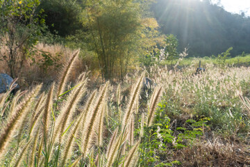 grass flower in the field