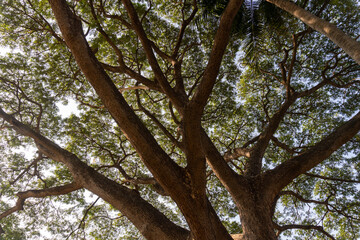 big trees in the park